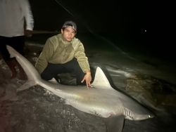 Sandbar shark fishing in Destin
