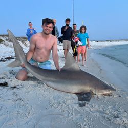 Sandbar shark, 49 inches, fishing in FL