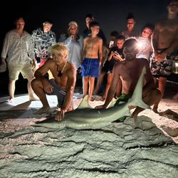 A photo of a Sandbar Shark caught while fishing in FL