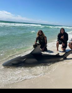 A sandbar shark being caught while fishing in FL