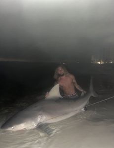 Sandbar shark caught while fishing in Florida