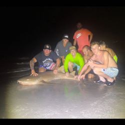 Whale shark, 46 inches, fishing in FL