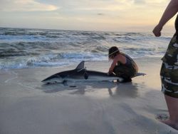 Whitetip reef shark caught in Destin, Florida