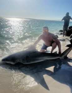 Whitetip reef shark caught fishing in Destin
