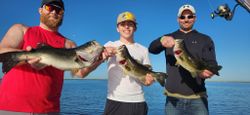 Stacked — chunky Largemouth trio!