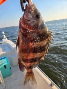 Striped — bold Sheepshead beauty!