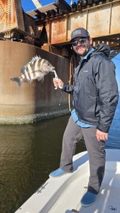 Strong sheepshead catch near the bridge pilings