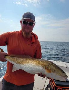 Golden — massive Redfish!