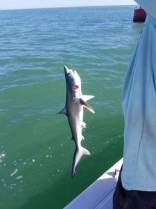 Atlantic Sharpnose Shark in D'Iberville