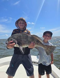 Image of a 30-inch black drum fish caught while fishing in D'Iberville