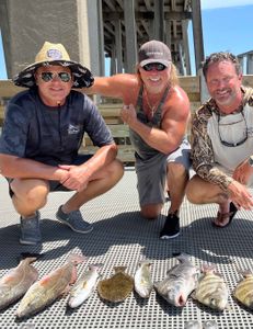 5 black drum and sheepshead fish caught in D'Iberville