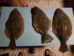 Three Southern Flounder and Summer Flounder caught in D'Iberville