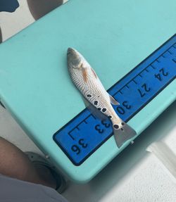 Redfish caught in MS