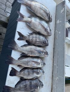 Fish-Species