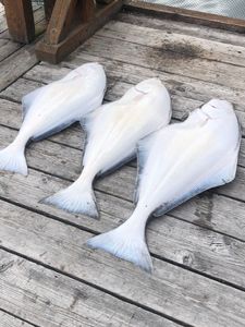 Halibut Fishing in BC Waters