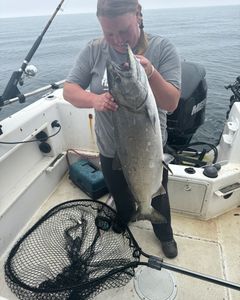Chinook salmon caught in BC
