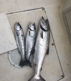 3 Bluefish and Coho Salmon caught in Sooke