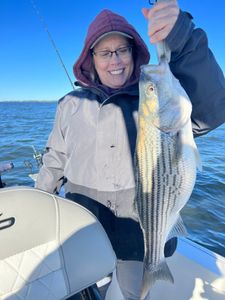 striped bass freshwater