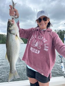 Striped bass action!