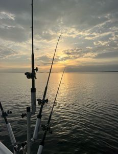 Lake Murray fishing frenzy.