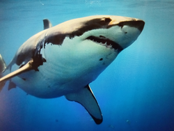 Big shark cruising the open ocean.