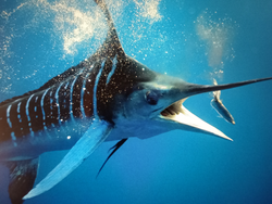 Caught a monster of a fish in the deep blue.