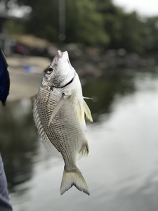 Caught a new personal best!