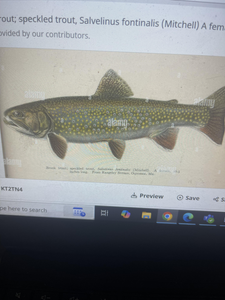 Caught a nice speckled trout today!