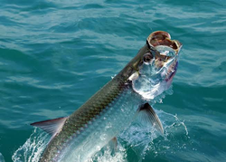 Caught this beauty while out on the water.