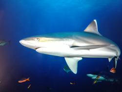 Cruising through the underwater paradise with my finned friends.