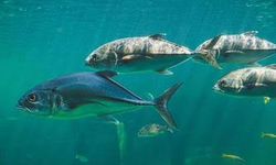 Exploring the vibrant underwater world and catching a few friendly fish.
