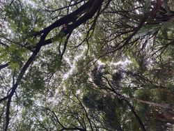 Looking up through dense forest canopy with intertwined tree branches and green foliage