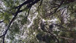 Looking up through dense forest canopy with tree branches and foliage creating natural overhead cover