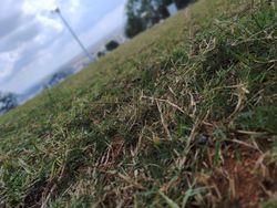 Close-up view of grass and vegetation on sloped terrain with cloudy sky in background