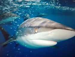 Jaws on the prowl.