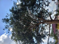 Large tree with spreading branches against blue sky with white clouds