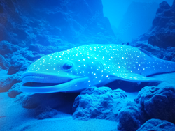 Majestic creature spotted in the deep blue.