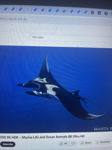 Majestic manta ray soars through the deep blue.