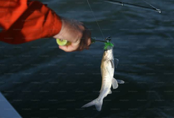 Reeled in a little fighter!