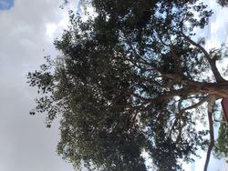 Looking up at tall tree with spreading branches against cloudy sky in outdoor setting