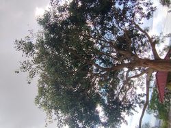 Large tree with spreading branches viewed from below against cloudy sky in outdoor setting