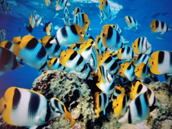Vibrant underwater adventure with a variety of tropical fish.