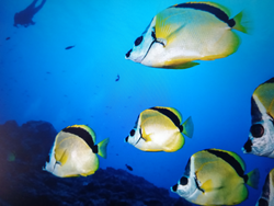 Vibrant underwater dance of the Moorish idols.