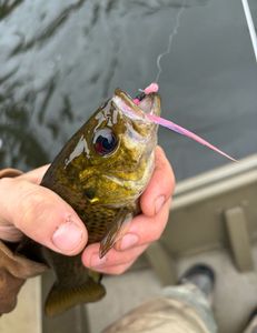 Angler with a 33-inch fish in MI