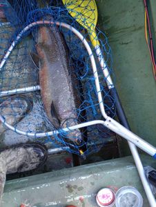 Best great fishing in Newaygo County