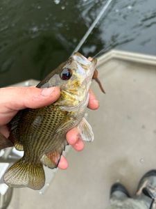 Best Newaygo County fishing adventure