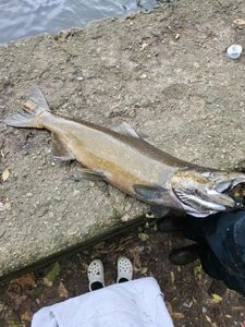 Fishing trip in MI