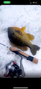Fishing in MI