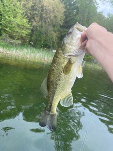 A Florida Bass caught while fishing in MI
