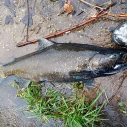 A fishing trip in MI